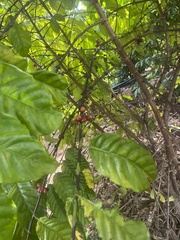 Coffea arabica