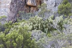 Protea lepidocarpodendron