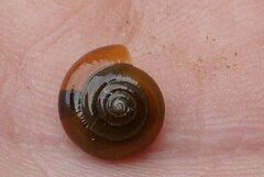 Oxychilus navarricus