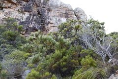 Protea lepidocarpodendron