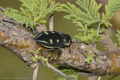 Chrysobothris desmaresti