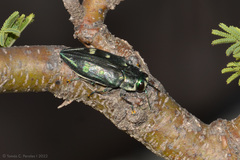 Chrysobothris desmaresti