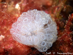 Botrylloides crystallinus