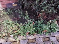 Capsella bursa-pastoris