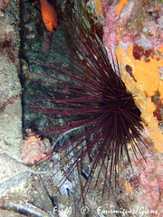 Centrostephanus longispinus