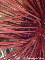 Centrostephanus longispinus