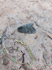 Lepidoptera