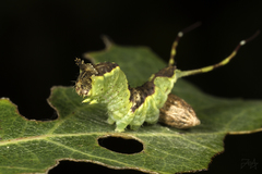 Microplitis ratzeburgii