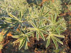 Lupinus arboreus