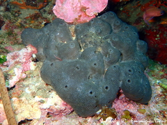Ircinia oros