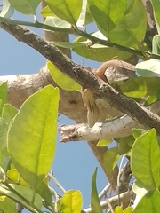 Anolis sagrei