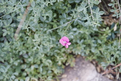 Tephrosia capensis capensis