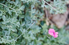 Tephrosia capensis capensis