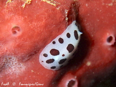 Peltodoris atromaculata