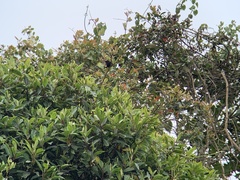 Conirostrum albifrons