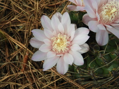 Gymnocalycium monvillei