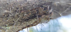 Acanthoctenus