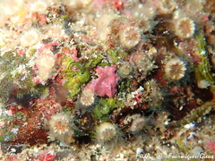 Polycyathus muellerae