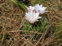 Gymnocalycium monvillei