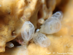 Pycnoclavella atlantica
