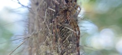 Acanthoctenus