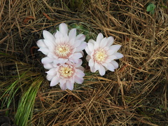 Gymnocalycium monvillei
