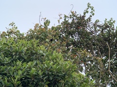 Conirostrum albifrons