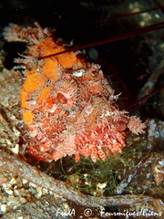 Scorpaena scrofa