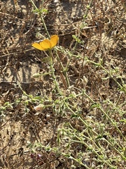 Kallstroemia peninsularis