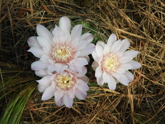 Gymnocalycium monvillei