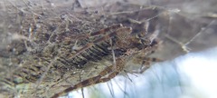 Acanthoctenus