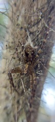 Acanthoctenus
