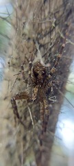 Acanthoctenus
