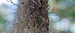 Acanthoctenus