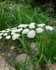 Oenanthe peucedanifolia