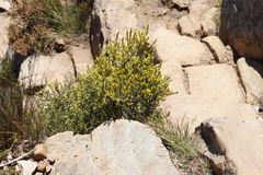 Aspalathus ericifolia