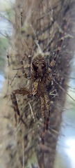 Acanthoctenus