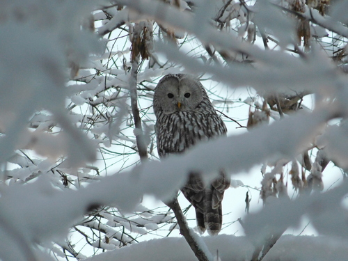 Ural Owl