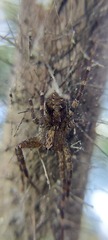 Acanthoctenus