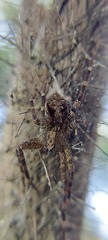 Acanthoctenus