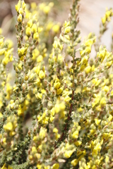 Aspalathus ericifolia