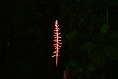 Palicourea subspicata
