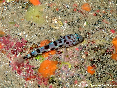 Leopard-spotted goby (Thorogobius ephippiatus) — Gobiidae — 4
