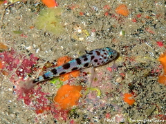 Thorogobius ephippiatus
