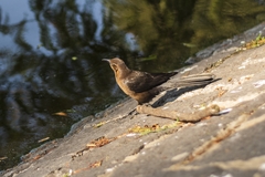 Quiscalus mexicanus