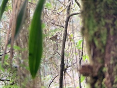 Sphenopsis frontalis