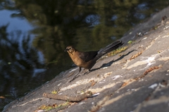 Quiscalus mexicanus