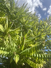 Phyllanthus acidus