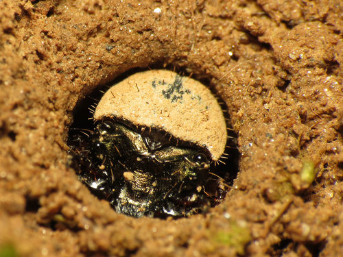 Six-spotted Tiger Beetle photo 3