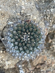 Mammillaria peninsularis